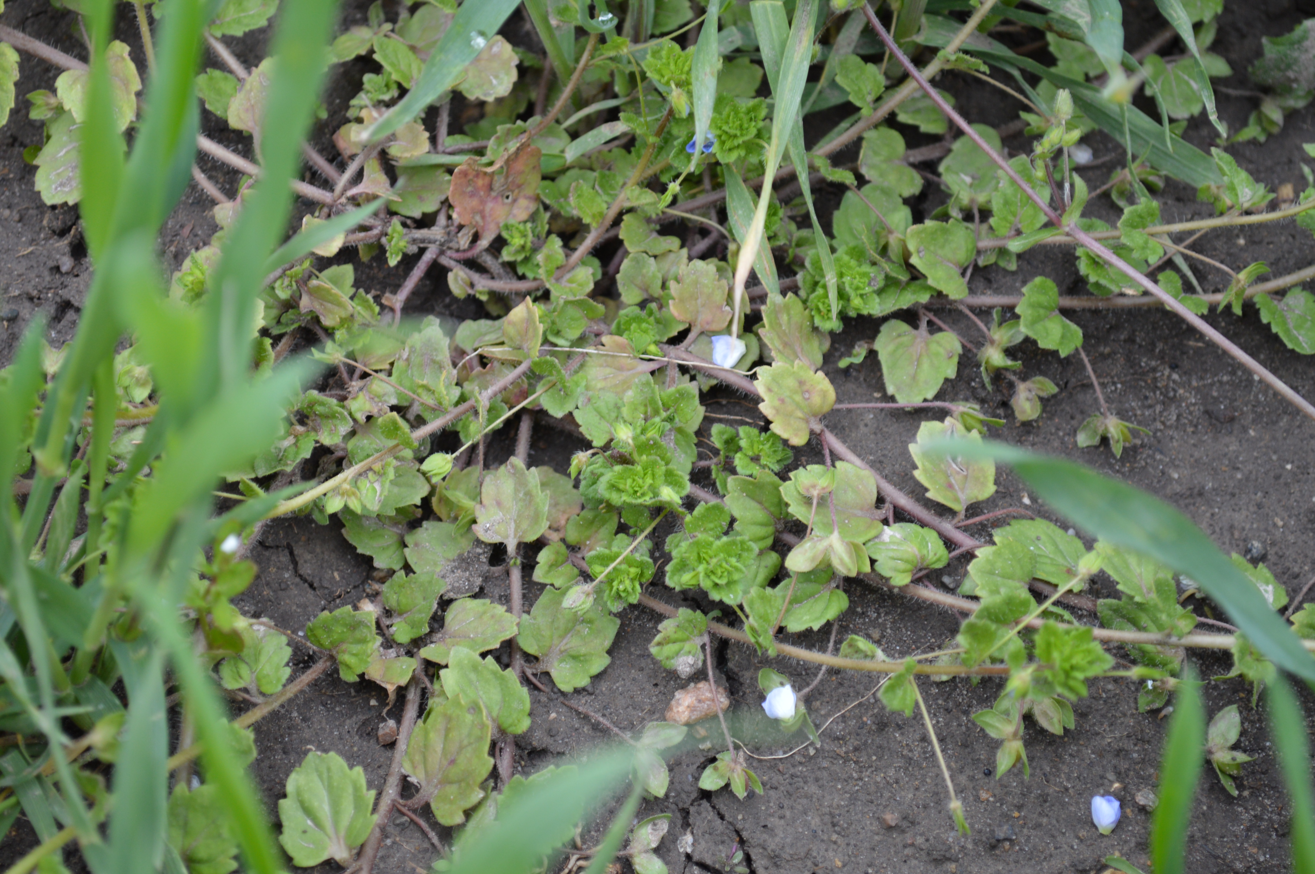 Persian speedwell in wheat May2020 ECH